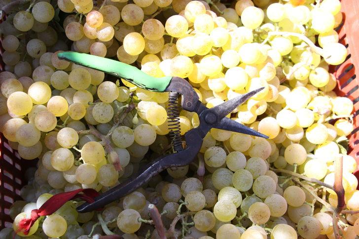 Tekirdağ'da hasadına başlanan üzümden 40 bin ton rekolte bekleniyor G5