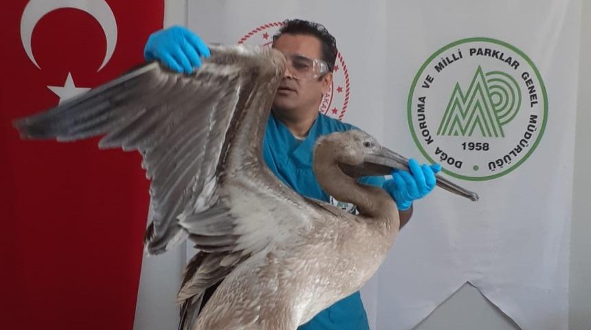 Balıkesir'de bitkin bulunan ak pelikan bakımının ardından doğaya bırakılacak