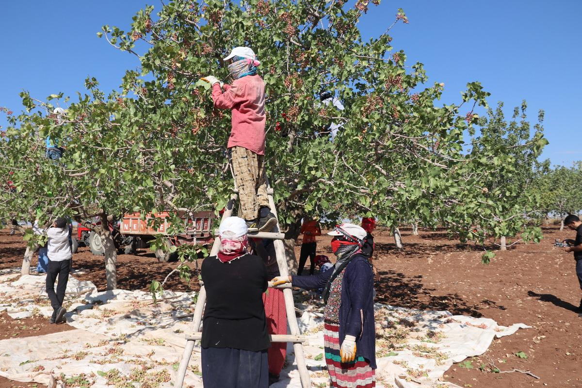 Diyarbakır'da fıstık hasadı başladı