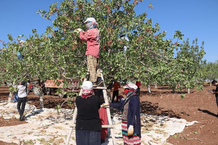 Diyarbakır'da fıstık hasadı başladı G1