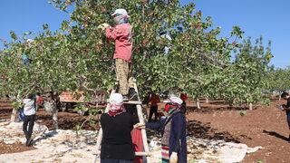 Diyarbakır'da fıstık hasadı başladı