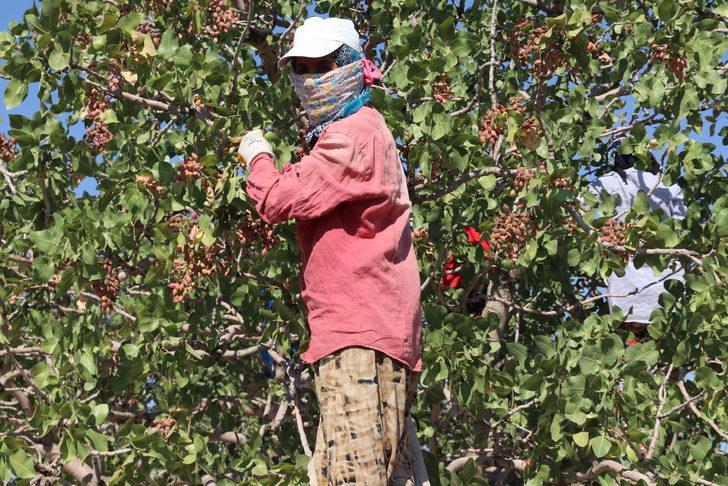 Diyarbakır'da fıstık hasadı başladı G2