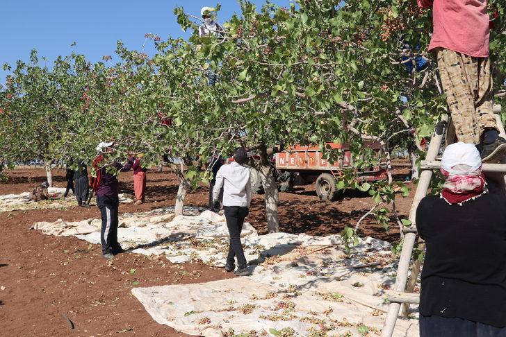 Diyarbakır'da fıstık hasadı başladı G3
