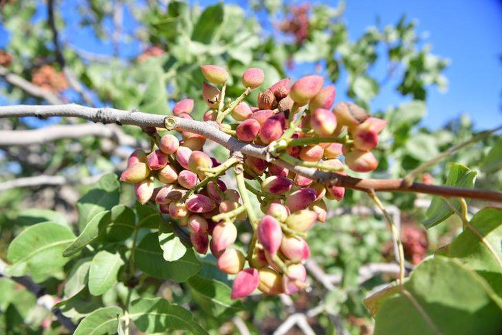 Diyarbakır'da fıstık hasadı başladı G4