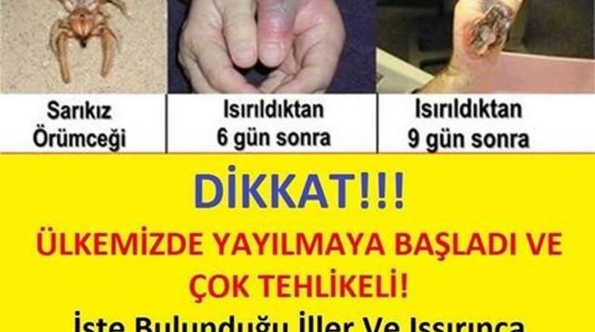 &Uuml;lkemizde Yayılmaya Başladı &Ccedil;OK Tehlikeli Isırınca &Ouml;l&uuml;m Tehlikesi