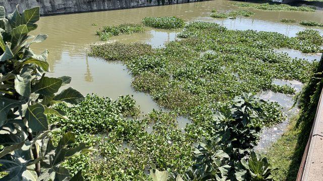 Hatay'da Asi Nehri'ni yeniden su sümbülleri kaplamaya başladı
