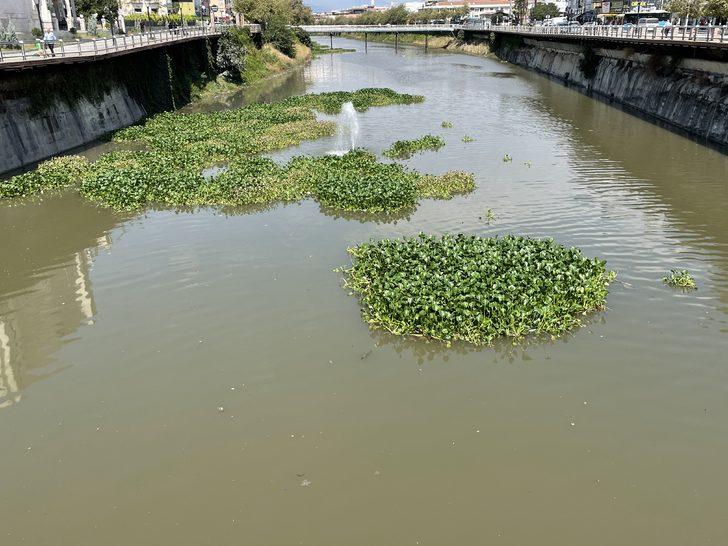 Hatay'da Asi Nehri'ni yeniden su sümbülleri kaplamaya başladı G2