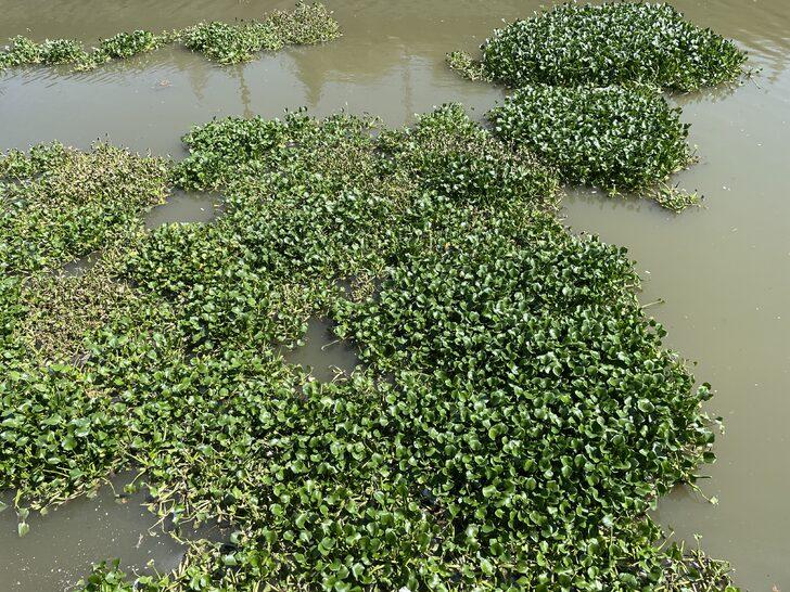 Hatay'da Asi Nehri'ni yeniden su sümbülleri kaplamaya başladı G3