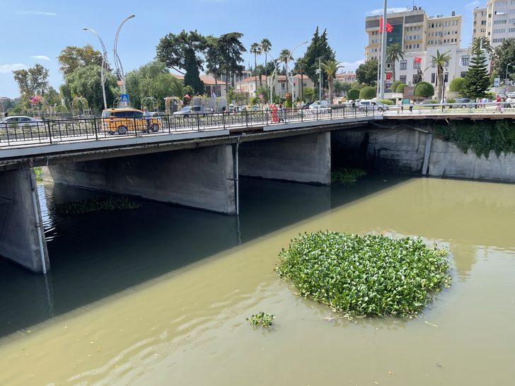 Hatay'da Asi Nehri'ni yeniden su sümbülleri kaplamaya başladı G4