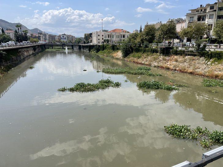 Hatay'da Asi Nehri'ni yeniden su sümbülleri kaplamaya başladı G5