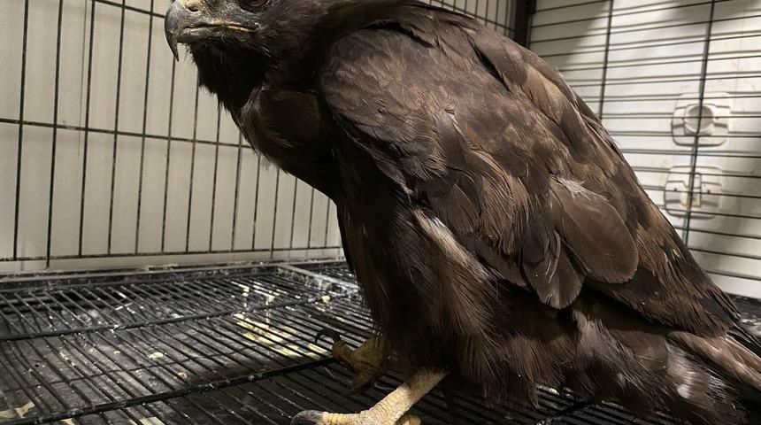 Erzurum'da yaralı bulunan şahin ve ishak kuşu tedavi altına alındı