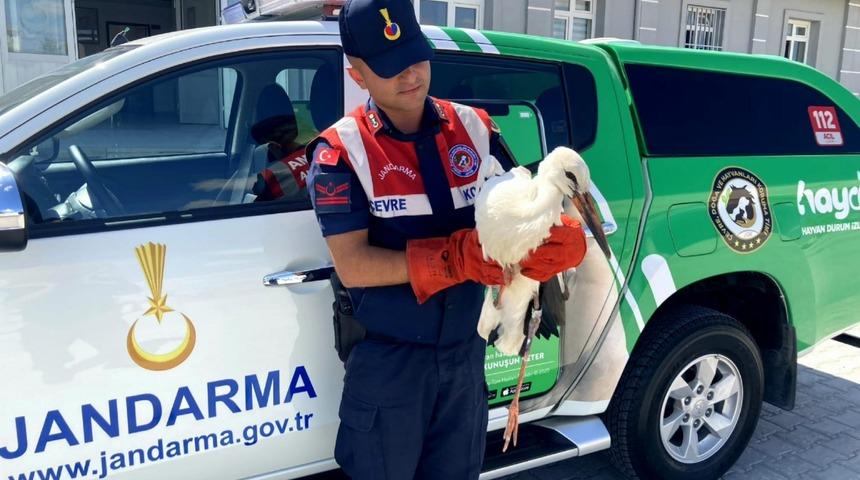 Aksaray'da bulunan leylek tedavisinin ardından doğaya bırakıldı