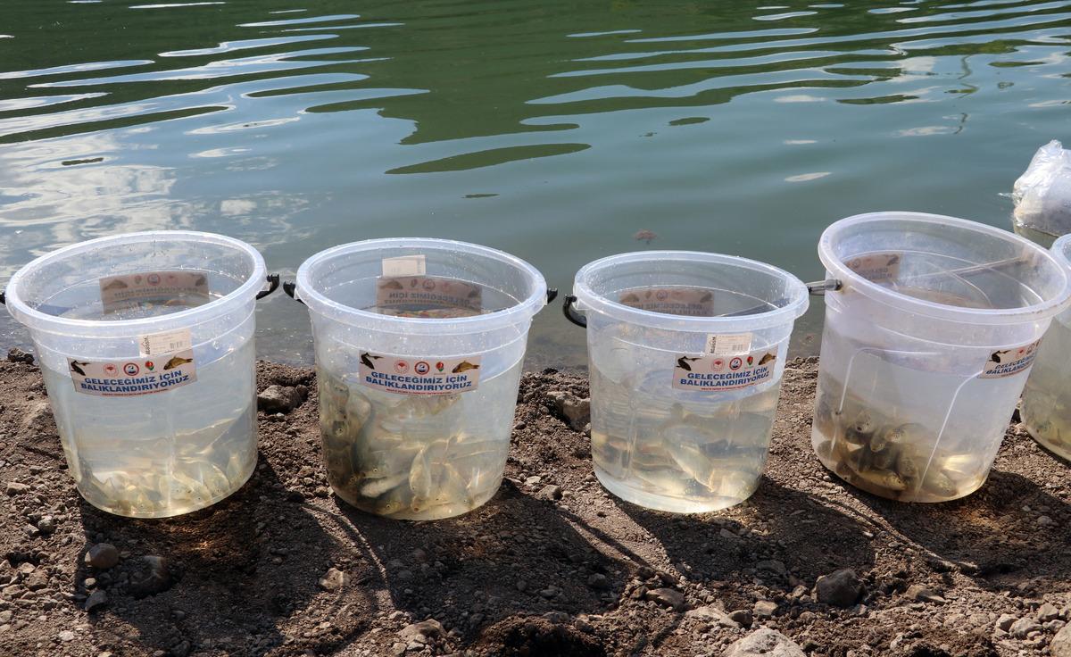 Amasya'da Ziyaret Barajı'na 100 bin sazan balığı yavrusu bırakıldı