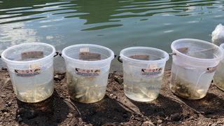 Amasya'da Ziyaret Barajı'na 100 bin sazan balığı yavrusu bırakıldı