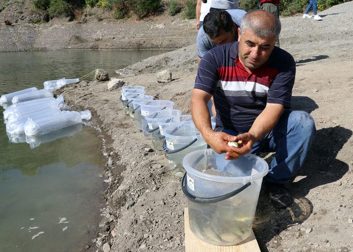 Amasya'da Ziyaret Barajı'na 100 bin sazan balığı yavrusu bırakıldı G3