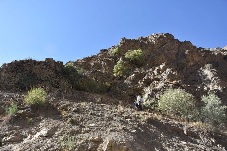 Hakkarili arıcının dağlardan güçlükle topladığı kaya balı ilgi görüyor G2