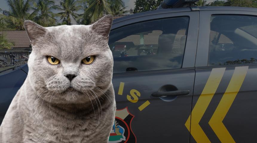 Evde otururken karnı acıktı! Kedisini kızartıp yedi... Savunmasını duyanlar kulaklarına inanamadı