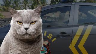 Evde otururken karnı acıktı! Kedisini kızartıp yedi... Savunmasını duyanlar kulaklarına inanamadı