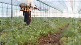 Tarım üretici enflasyonu Ağustos’ta geriledi