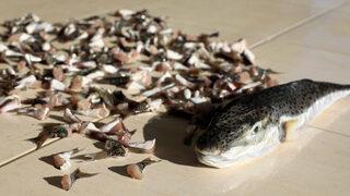 Bakanlıktan balon balığı hamlesi! Tanesine 12,5 lira ödüyor... Gelir kapısı oldu