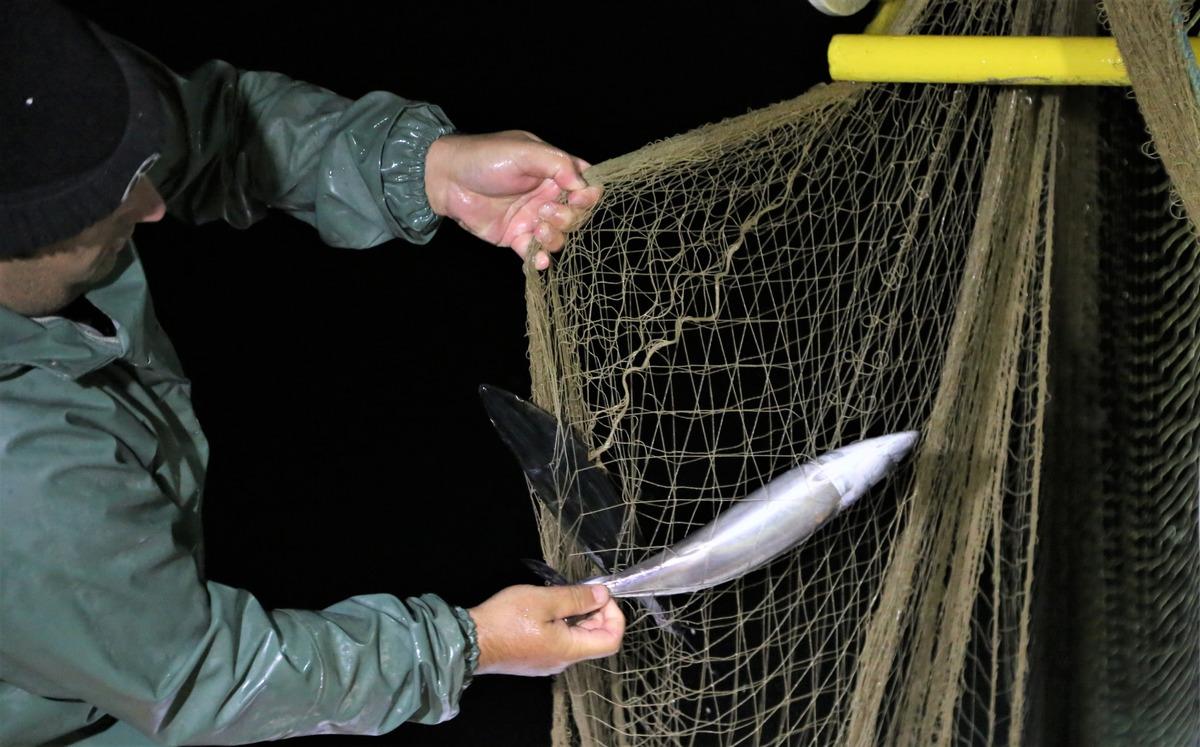 Karadeniz'de uzatma ağları palamutla doldu