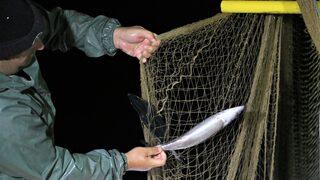 Karadeniz'de uzatma ağları palamutla doldu