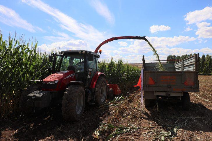 Sivas'ta silajlık mısırda 50 bin ton rekolte bekleniyor G1