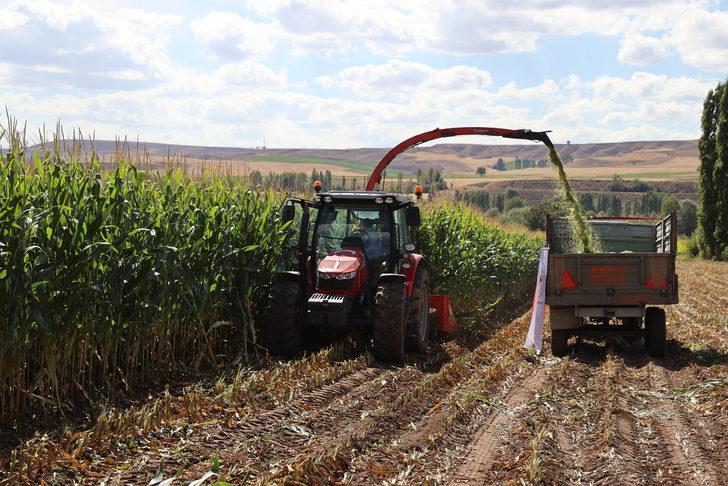 Sivas'ta silajlık mısırda 50 bin ton rekolte bekleniyor G2