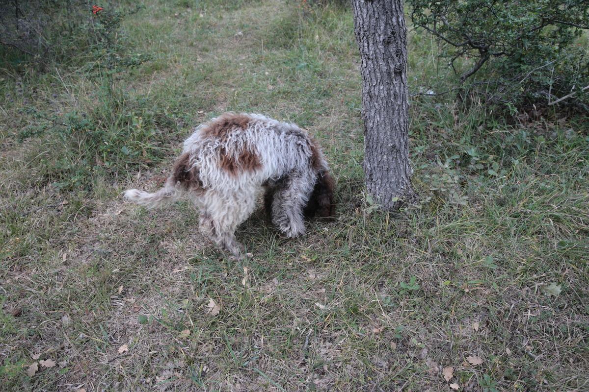 Bolu'da &uuml;niversite &ouml;ğrencisi eğitimli k&ouml;pekle tr&uuml;f mantarı arıyor