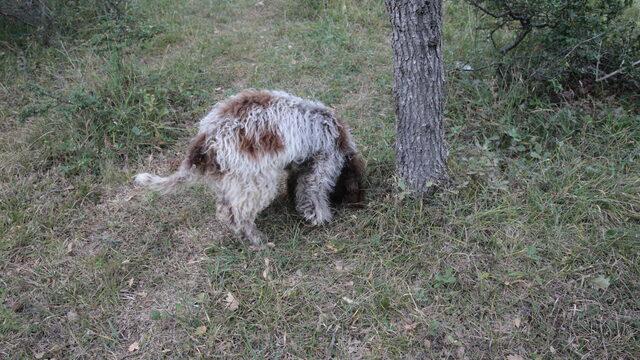 Bolu'da üniversite öğrencisi eğitimli köpekle trüf mantarı arıyor