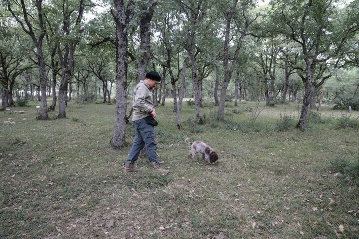 Bolu'da üniversite öğrencisi eğitimli köpekle trüf mantarı arıyor G2