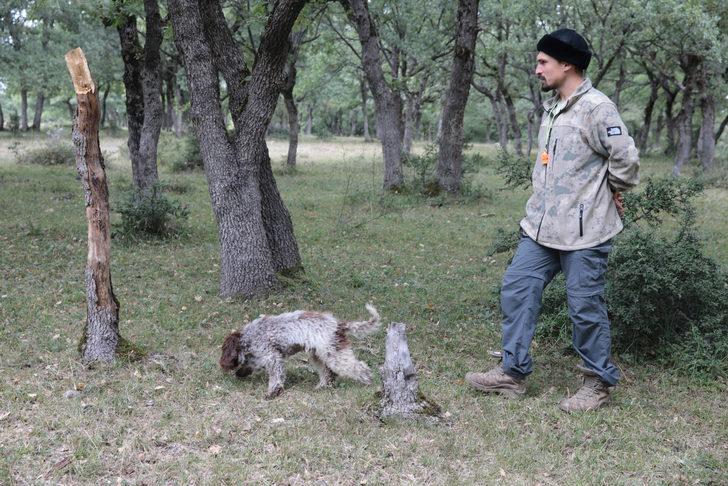 Bolu'da üniversite öğrencisi eğitimli köpekle trüf mantarı arıyor G5