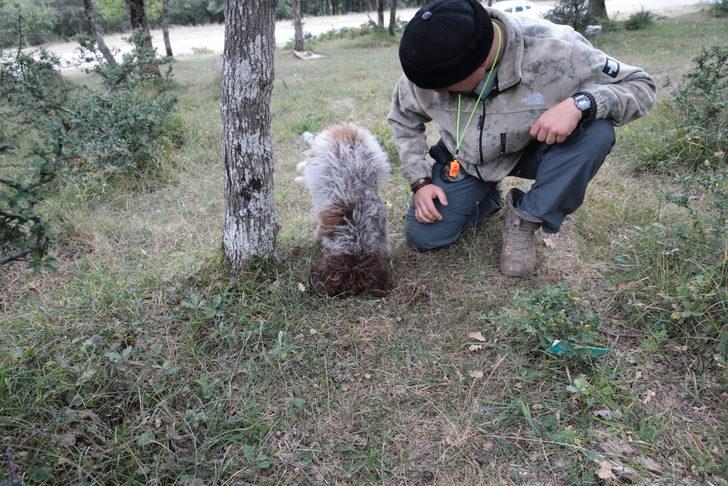 Bolu'da üniversite öğrencisi eğitimli köpekle trüf mantarı arıyor G3