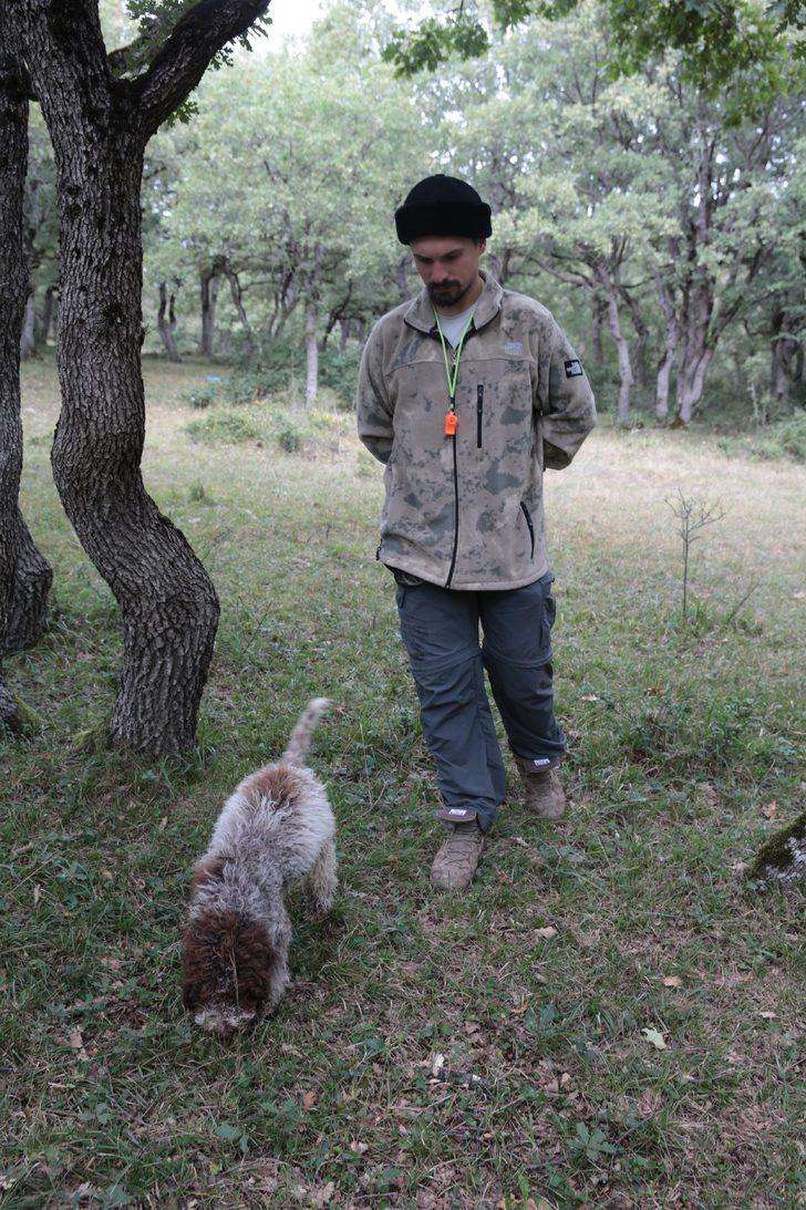 Bolu'da üniversite öğrencisi eğitimli köpekle trüf mantarı arıyor G4