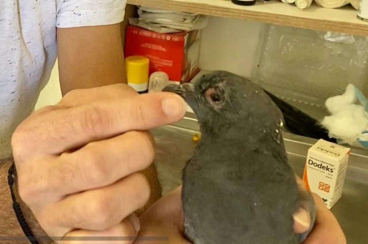 Erzurum'da g&ouml;zlerinde enfeksiyon oluşan kaya g&uuml;vercini tedavi edildi