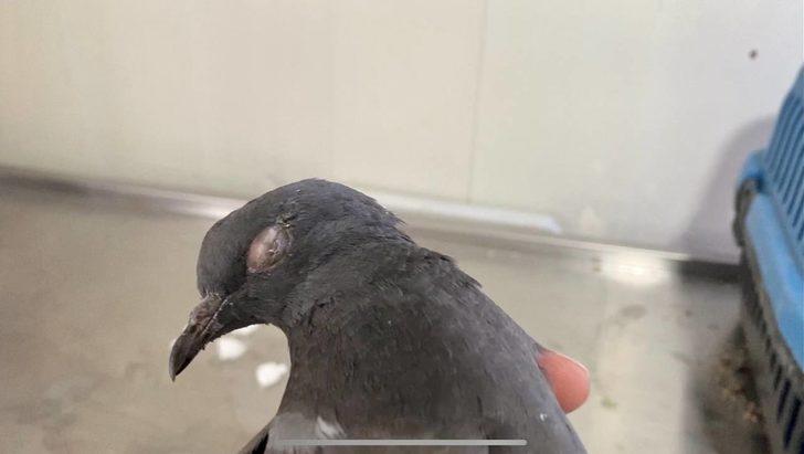 Erzurum'da gözlerinde enfeksiyon oluşan kaya güvercini tedavi edildi G2