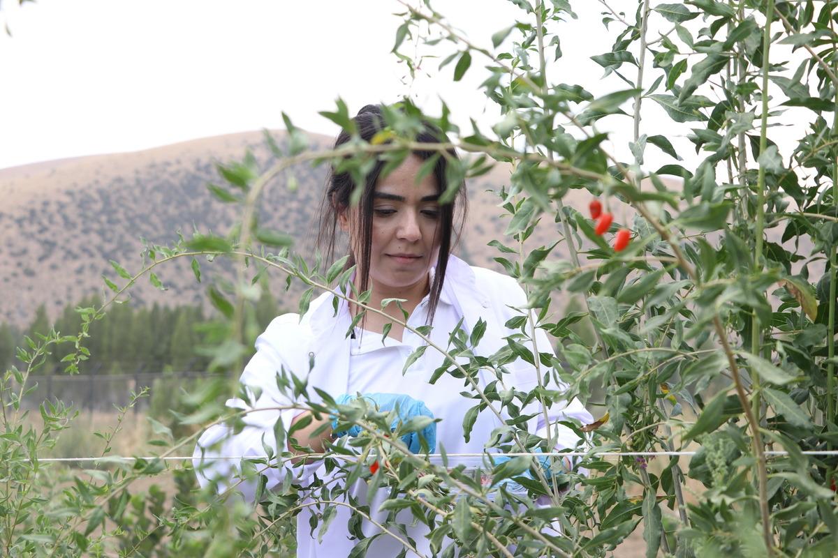 Bayburt'ta tarımsal &uuml;retim &ccedil;eşitliliğini artırmak i&ccedil;in &ccedil;alışma yapılıyor