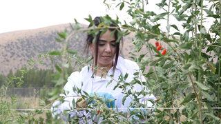 Bayburt'ta tarımsal üretim çeşitliliğini artırmak için çalışma yapılıyor