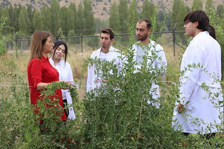 Bayburt'ta tarımsal üretim çeşitliliğini artırmak için çalışma yapılıyor G2