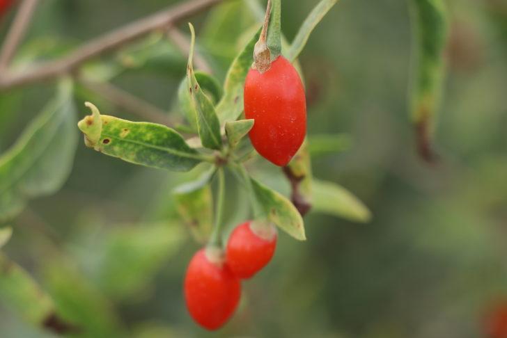 Bayburt'ta tarımsal üretim çeşitliliğini artırmak için çalışma yapılıyor G3
