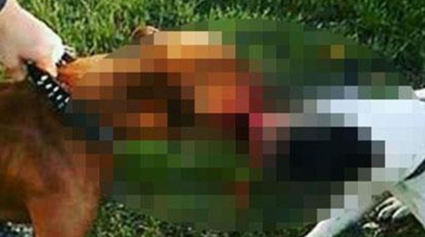 '3 kedi, 1 k&ouml;pekten sonra kediyi d&ouml;rtledik'