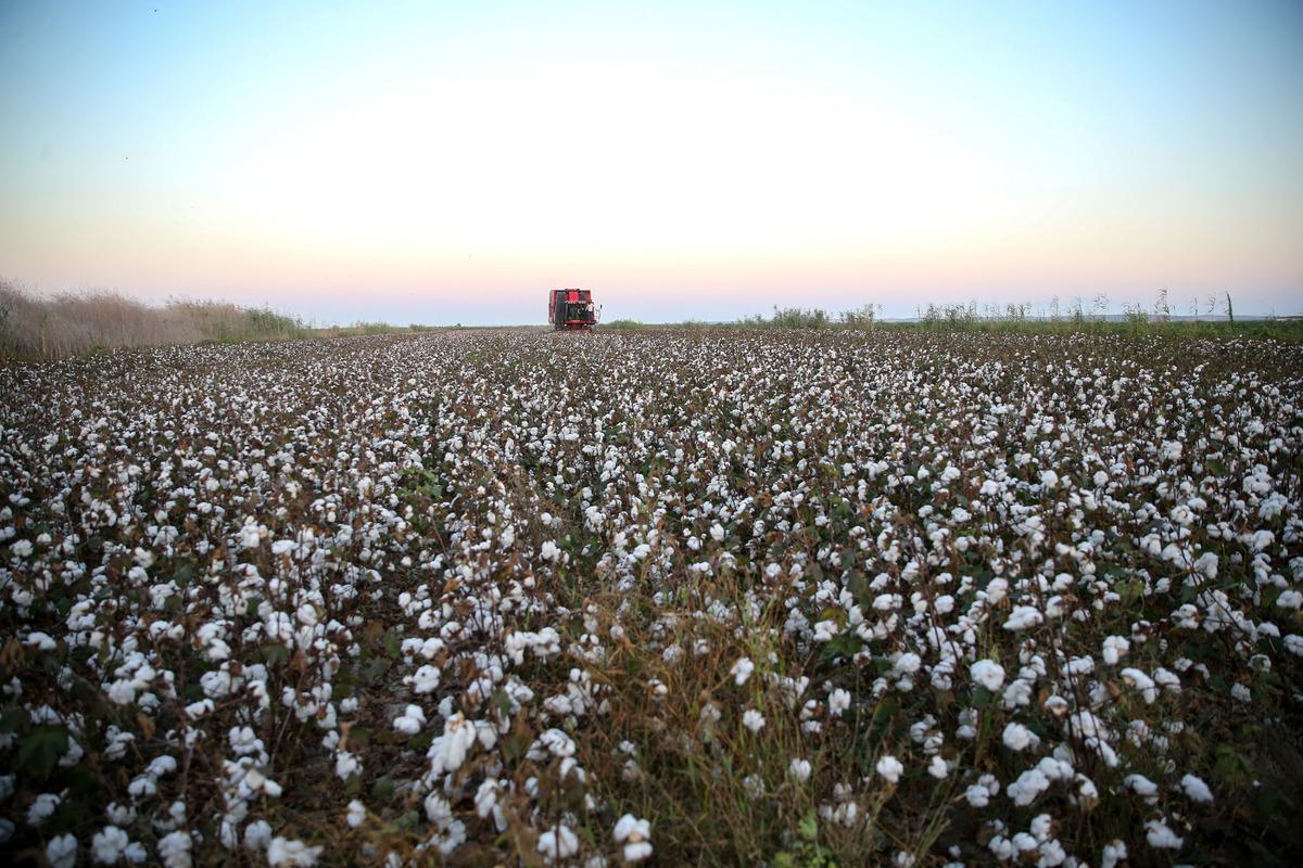 Tarım ve Orman Bakanı Vahit Kirişci, Adana'da pamuk hasat etti: