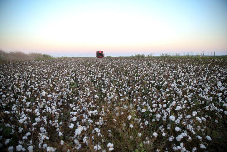 Tarım ve Orman Bakanı Vahit Kirişci, Adana'da pamuk hasat etti: G1