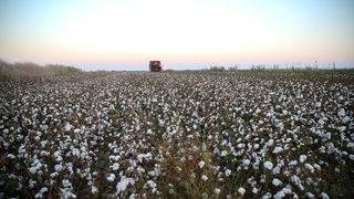 Tarım ve Orman Bakanı Vahit Kirişci, Adana'da pamuk hasat etti: