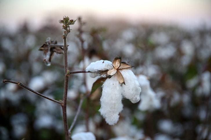 Tarım ve Orman Bakanı Vahit Kirişci, Adana'da pamuk hasat etti: G5