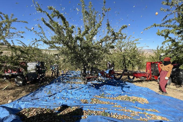 Elazığ'da 450 bin ağaçta badem hasadı başladı G2