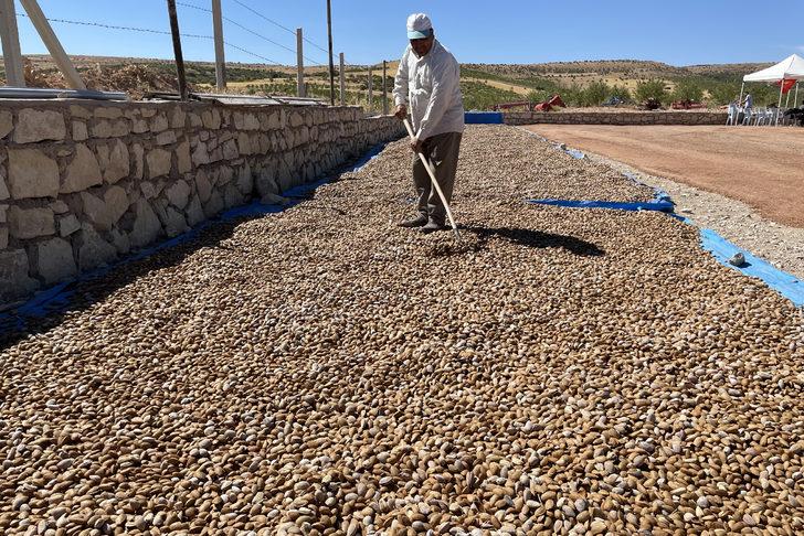Elazığ'da 450 bin ağaçta badem hasadı başladı G3