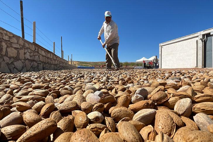 Elazığ'da 450 bin ağaçta badem hasadı başladı G4