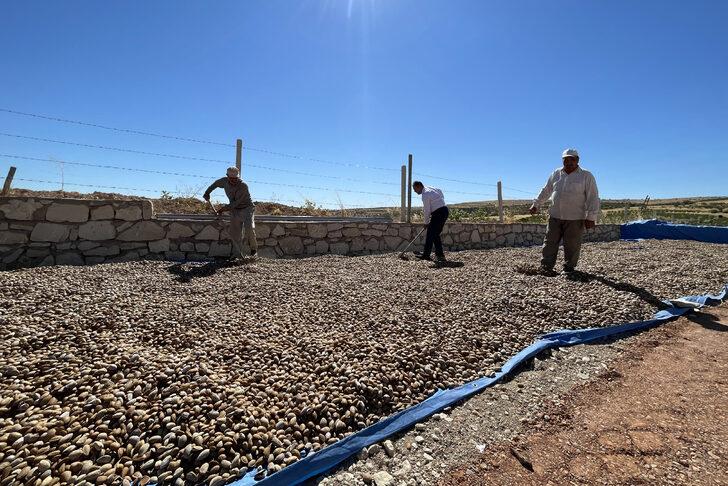 Elazığ'da 450 bin ağaçta badem hasadı başladı G5