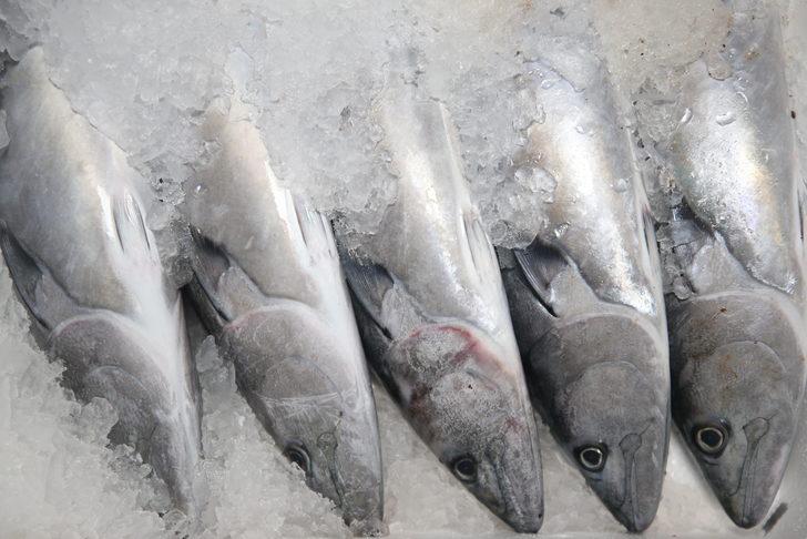 Batı Karadeniz'de palamut, balıkçıların yüzünü güldürdü G3